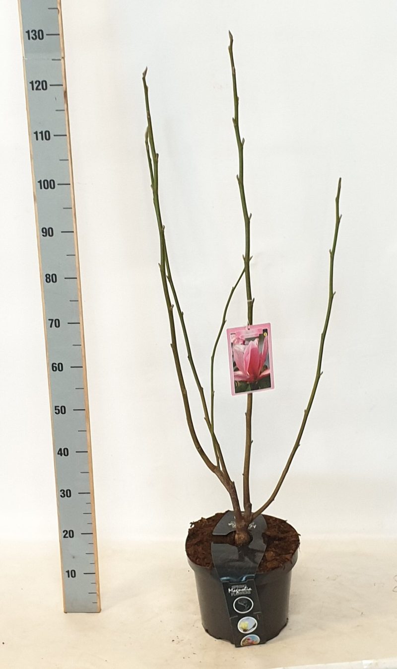 Magnolia 'Daybreak'
