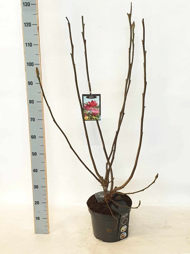 Magnolia 'Emperor' pbr