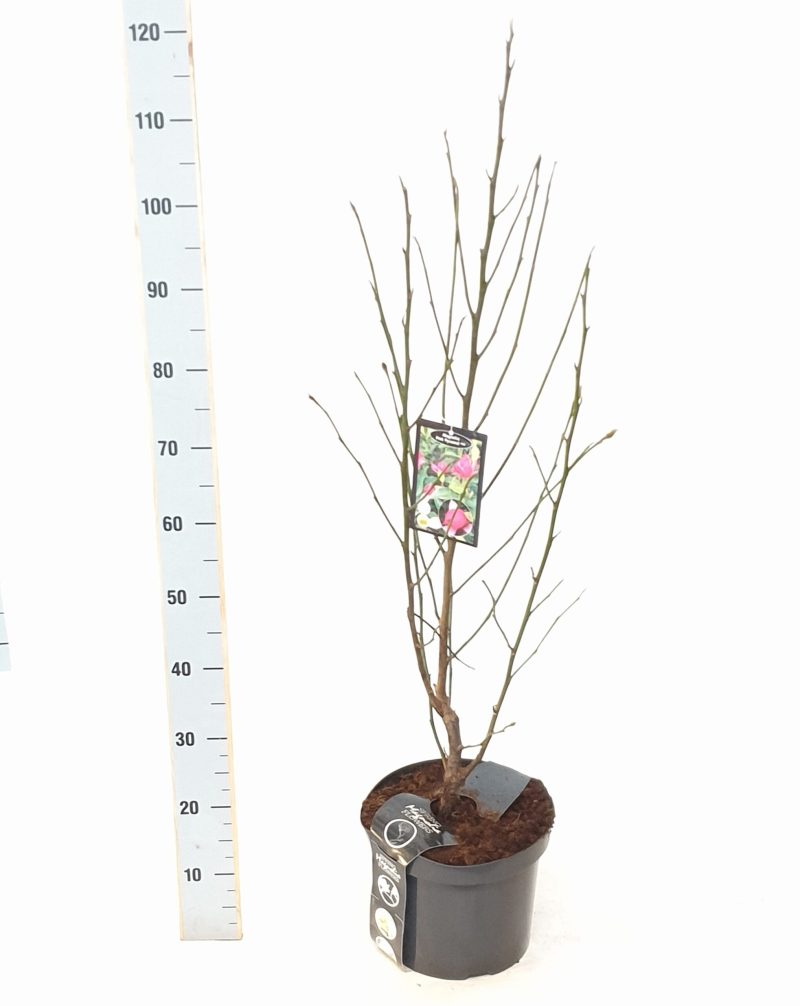Magnolia Cleopatra