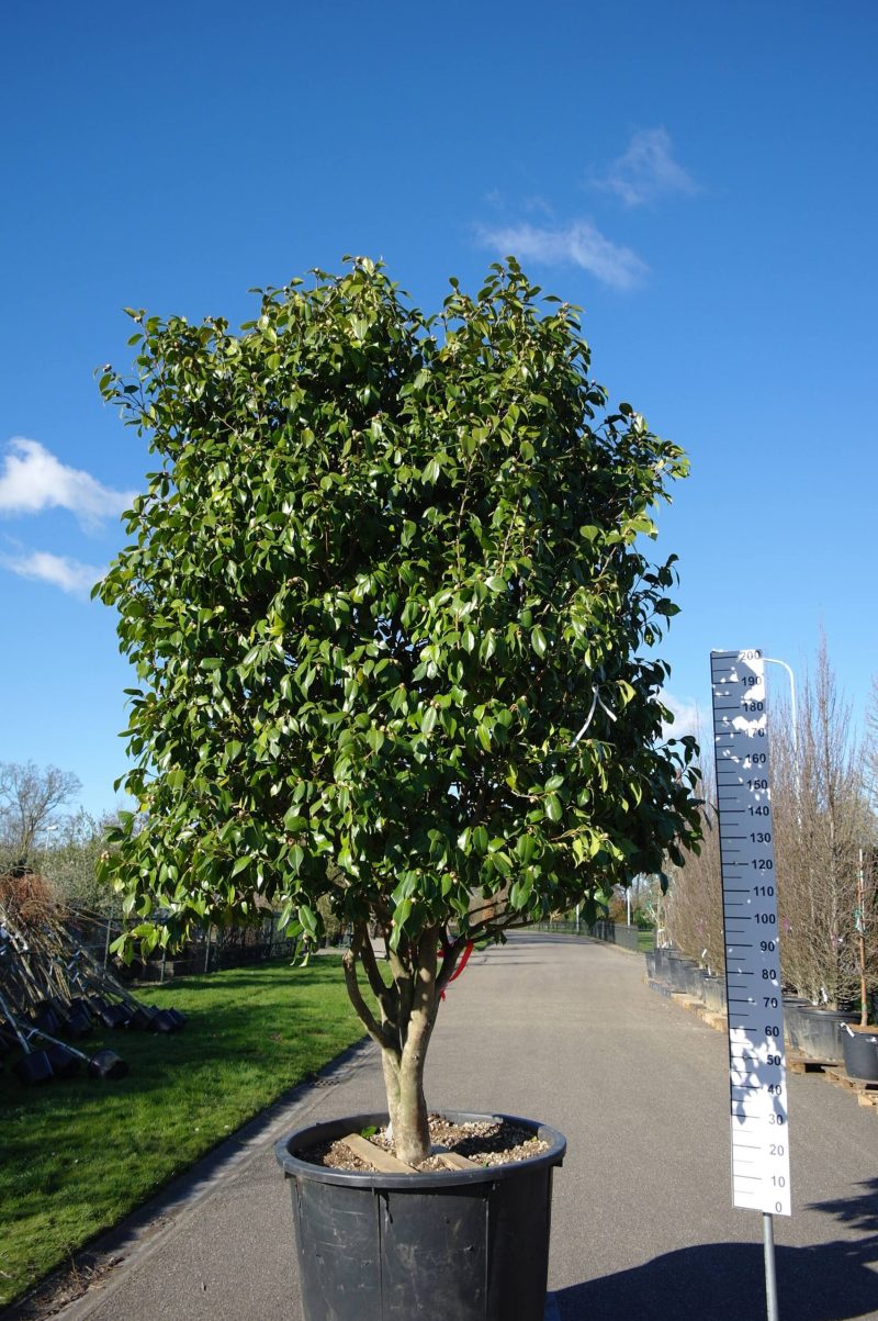 Camellia Japonica 'Cm Hovey'