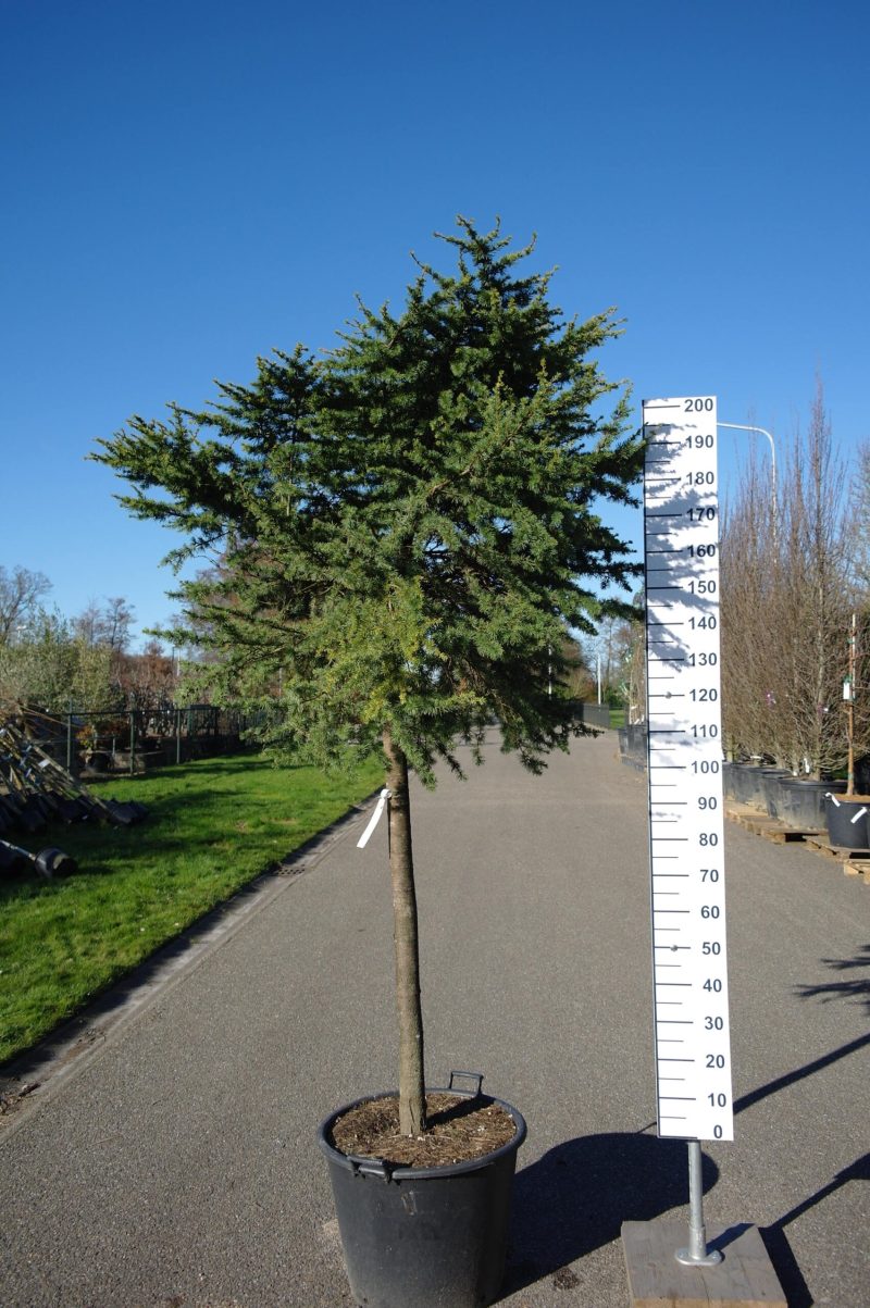 Cedrus Libani compacta