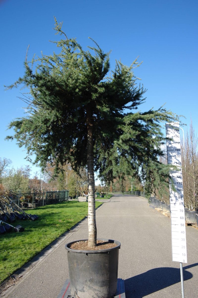 Cedrus Sargenti