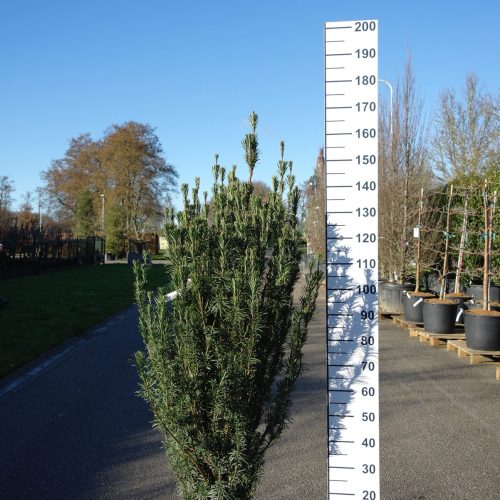 Cephalotaxus Harrington