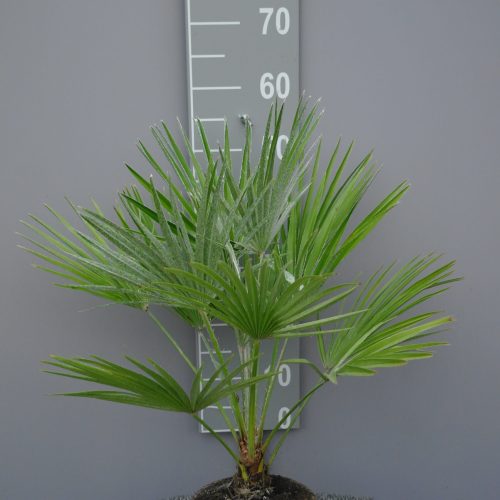 Palmboom Chamaerops Humillis
