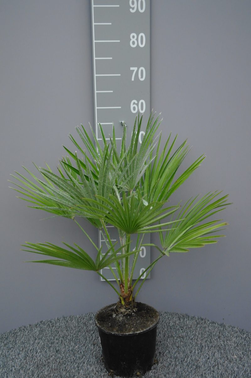 Palmboom Chamaerops Humillis