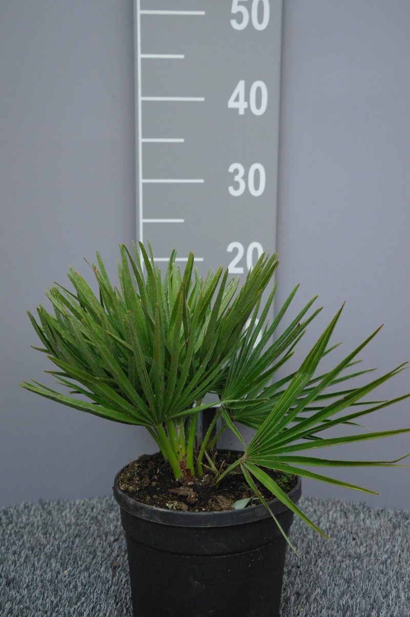 Palmboom Chamaerops Humilis compacta