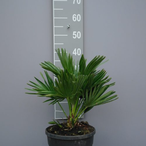 Palmboom Chamaerops Humilis compacta