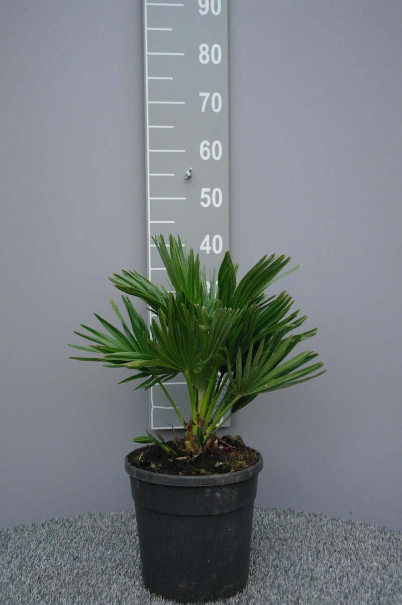 Palmboom Chamaerops Humilis compacta