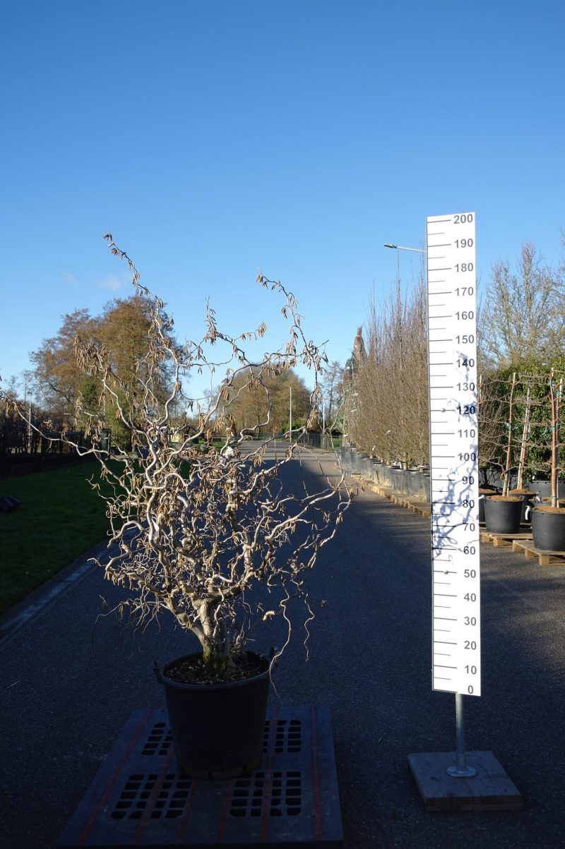 Corylus avellana 'Contorta'