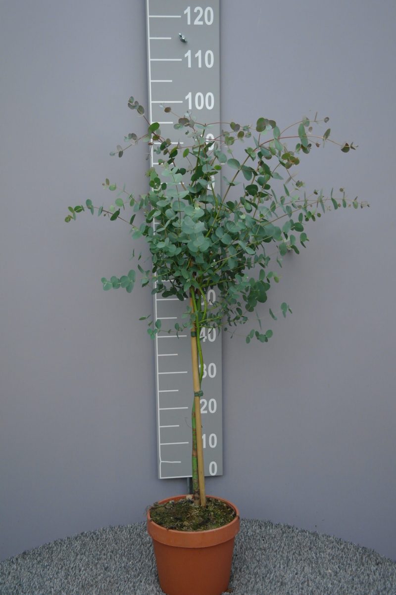 Eucalyptus Gunnii op stam