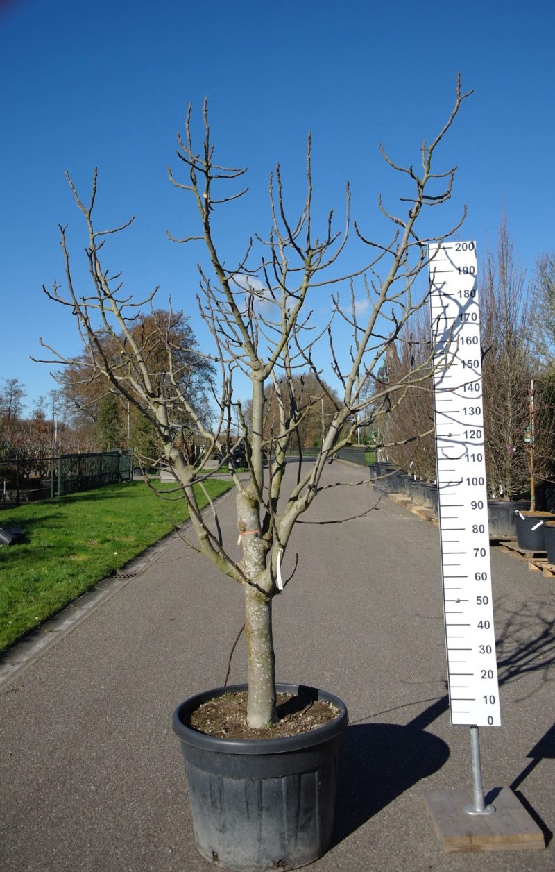 Ficus Carica 'Brogiotto Nero'