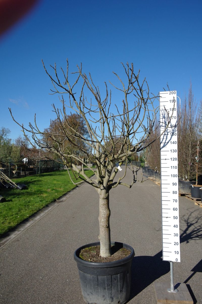 Ficus Carica 'Brogiotto Bianco'