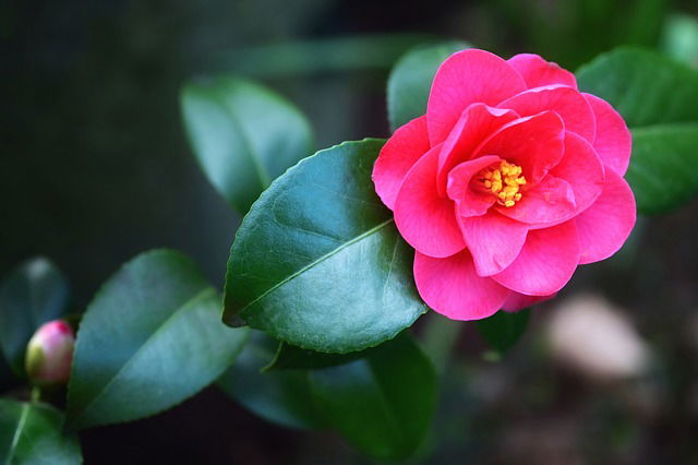 Japanse camellia met roze bloemen