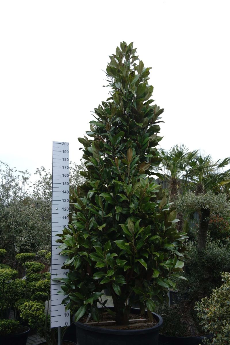 Magnolia Grandiflora 'Gallisoniensis'