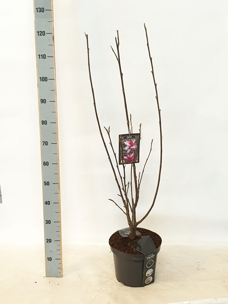Magnolia 'Starburst' pbr