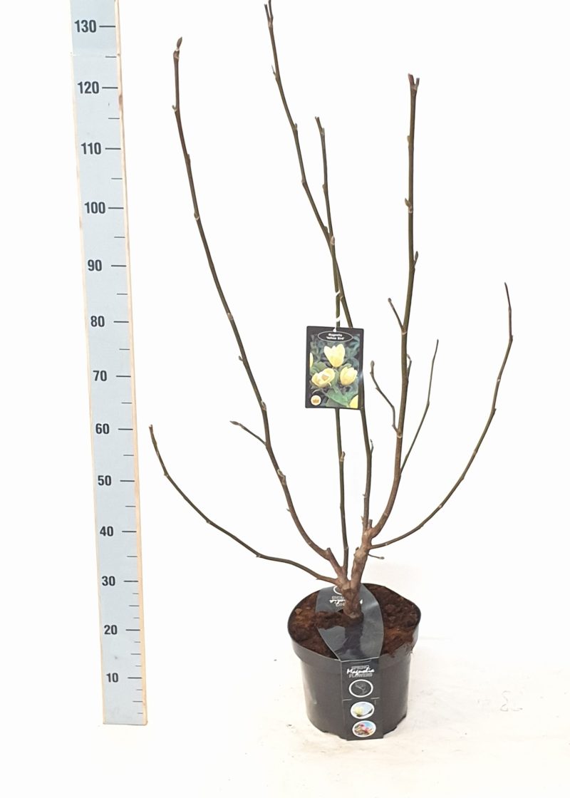 Magnolia 'Yellow Bird'