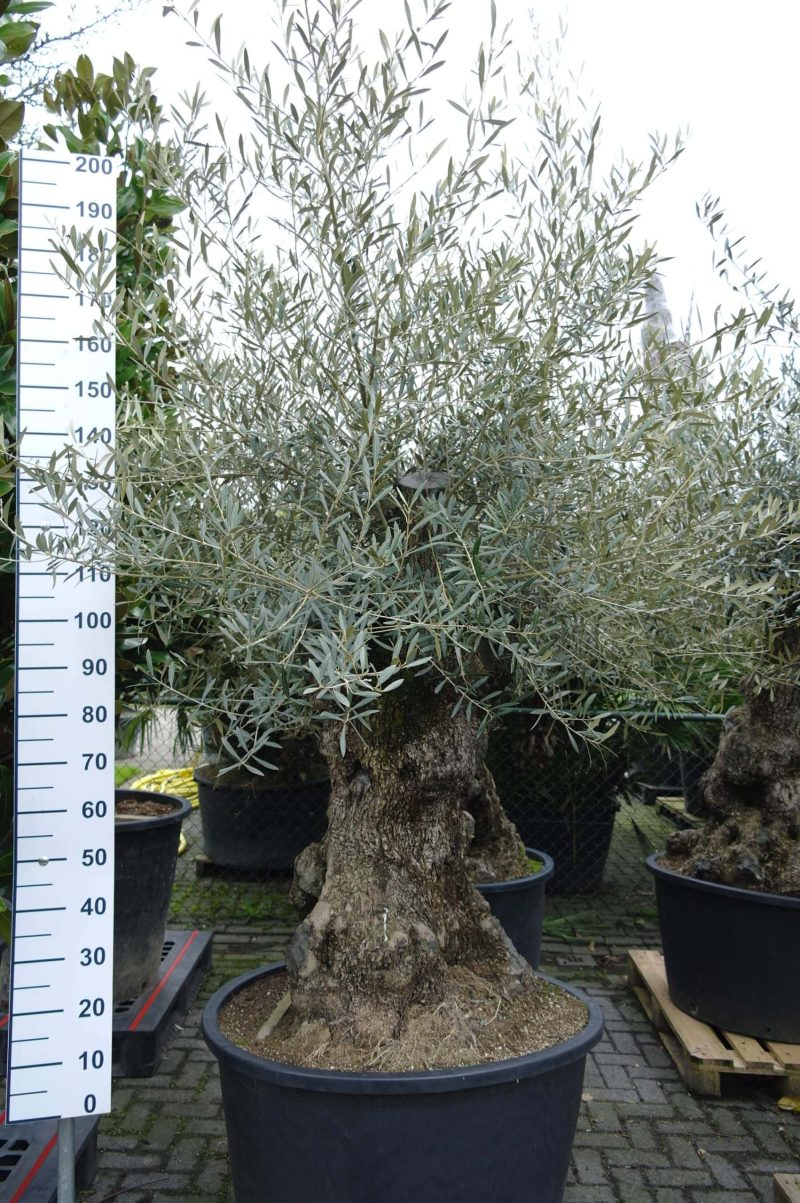 Olijfboom Olea Europea