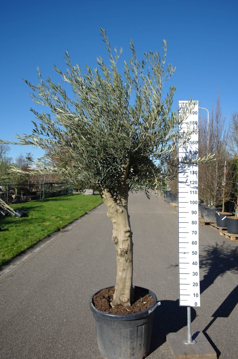 Olijfboom Olea Europea