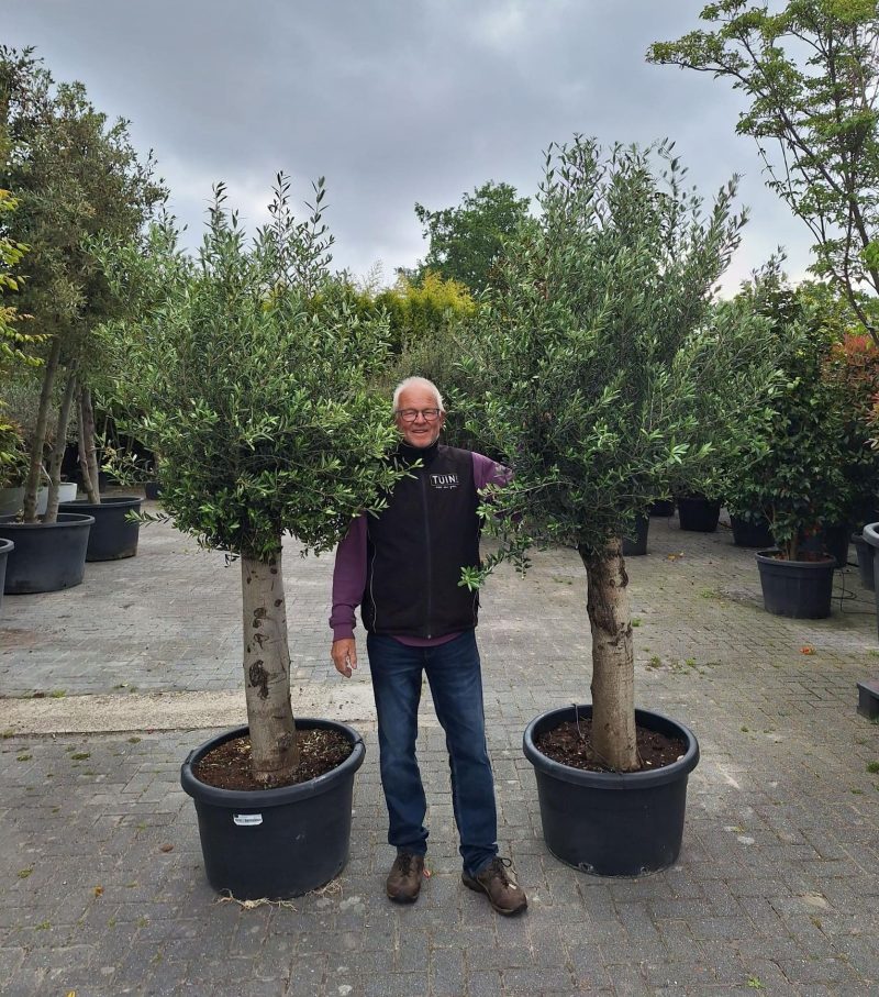 Groenblijvende olijfboom 2 meter hoog.