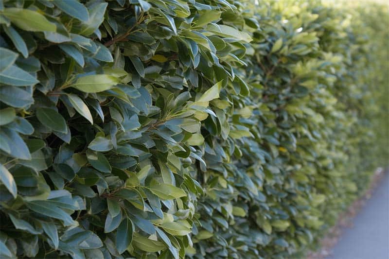 Olijfwilg - Elaeagnus Ebbingei