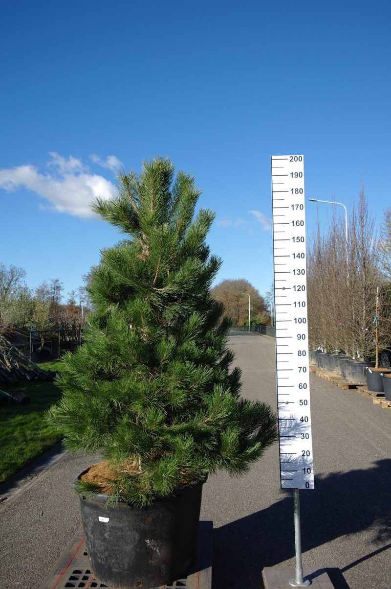 Pinus Nigra Nigra