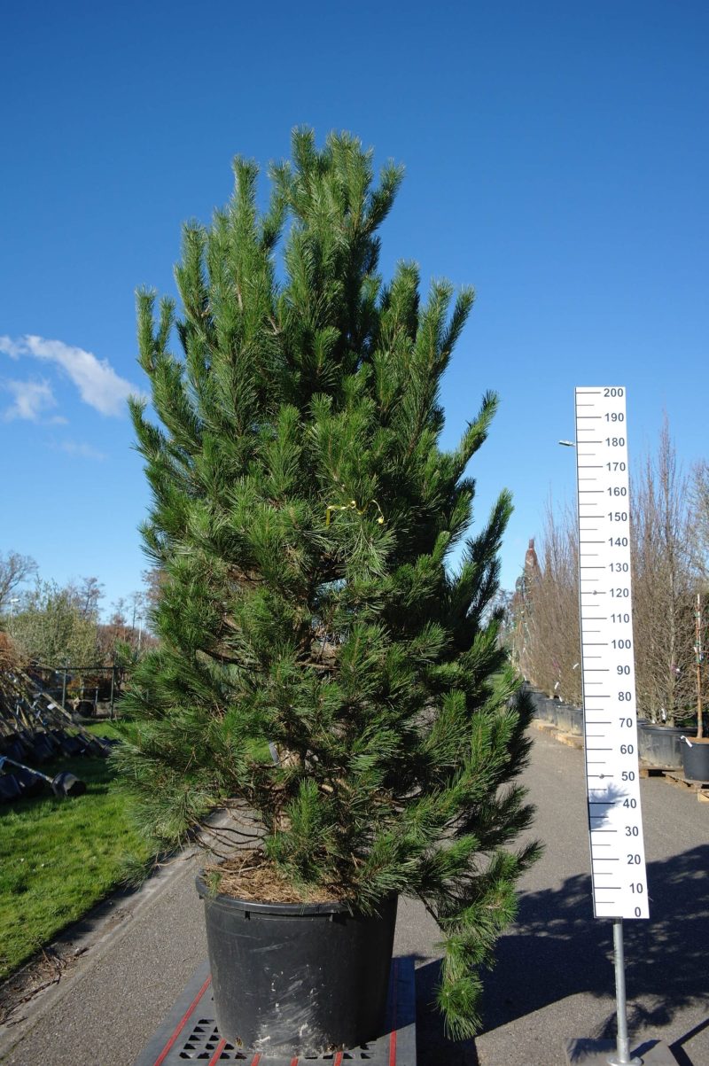Pinus Nigra Nigra