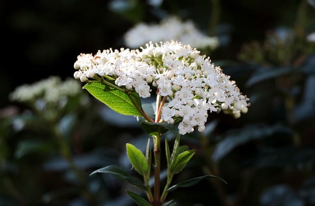 Bloemen van de Viburnum Tinus (sneeuwbal)