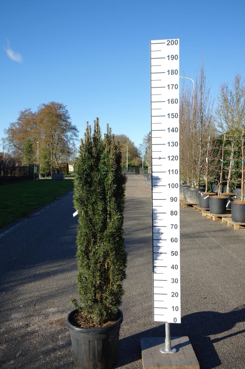 Taxus Fastigiata