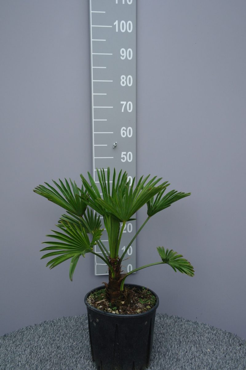 Trachycarpus Wagnerianus