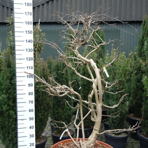 Wisteria Sinensis 'Prolific'