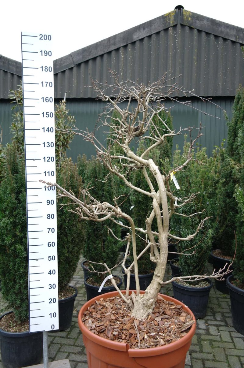 Wisteria Sinensis 'Prolific'