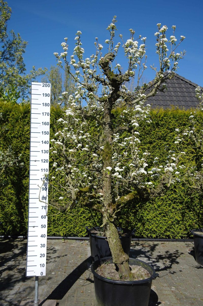 Pyrus communis 'Conference' perenboom