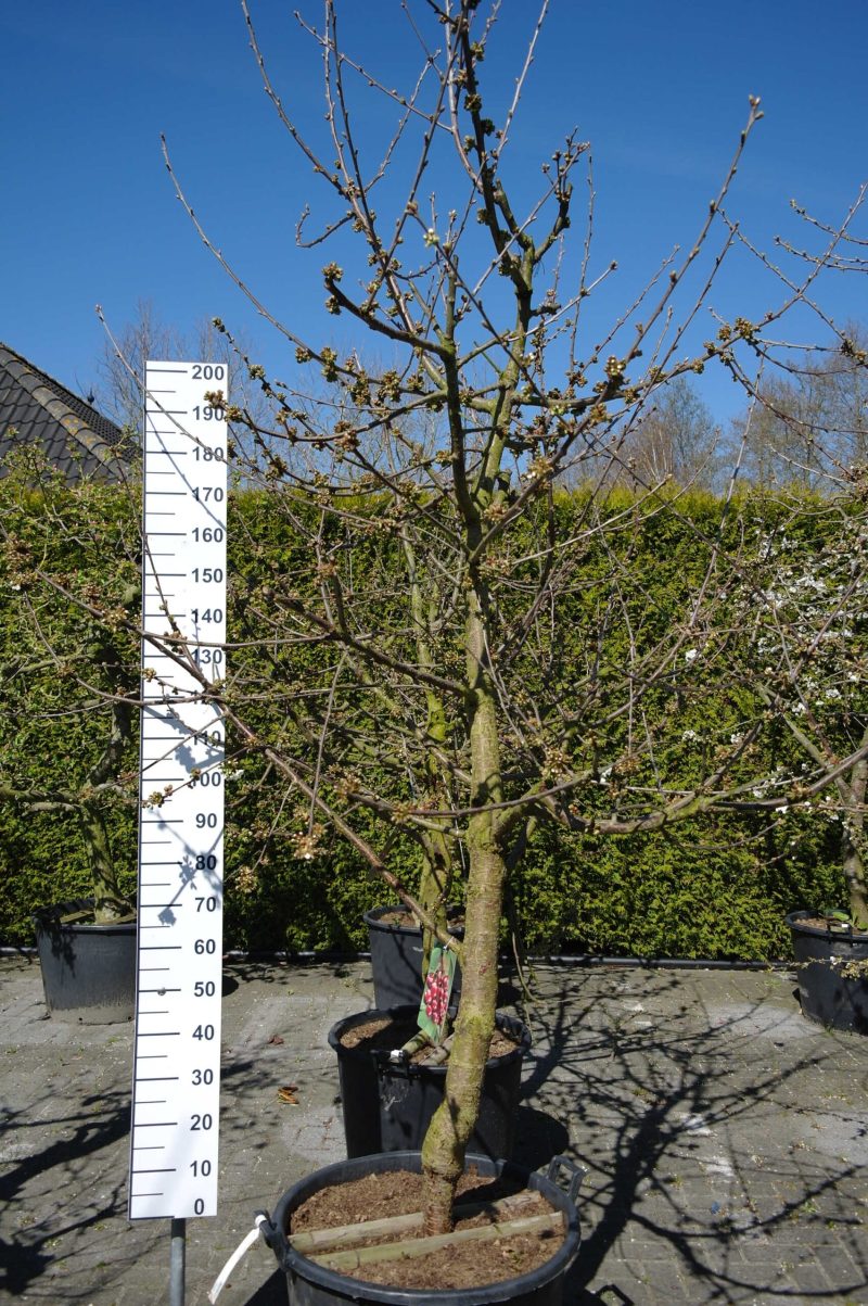 Prunus avium 'Regina' kersenboom