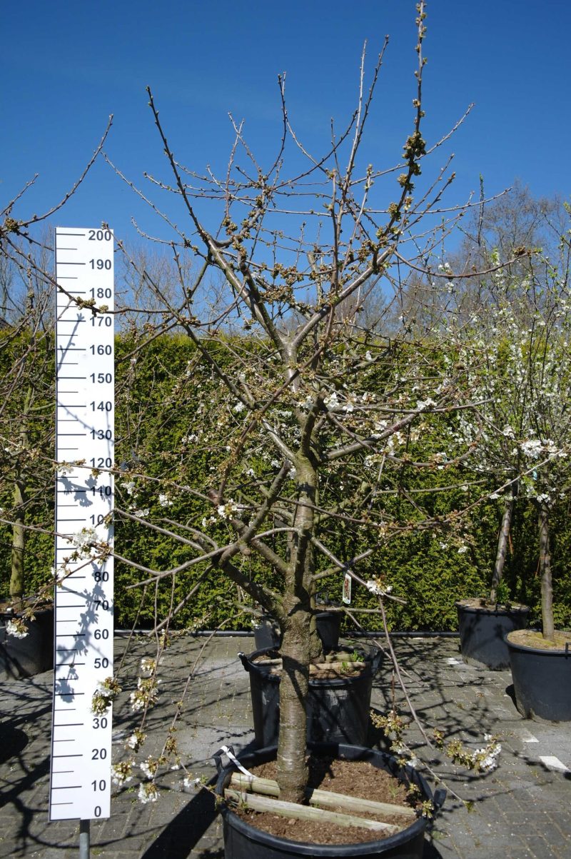 Prunus avium 'Kordia' kersenboom