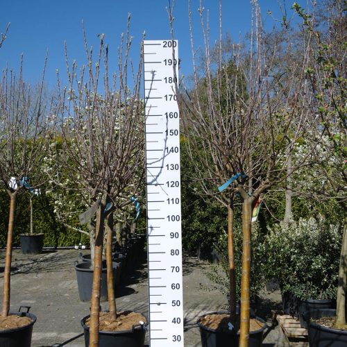 Malus domestica 'Elstar' halfstam appelboom