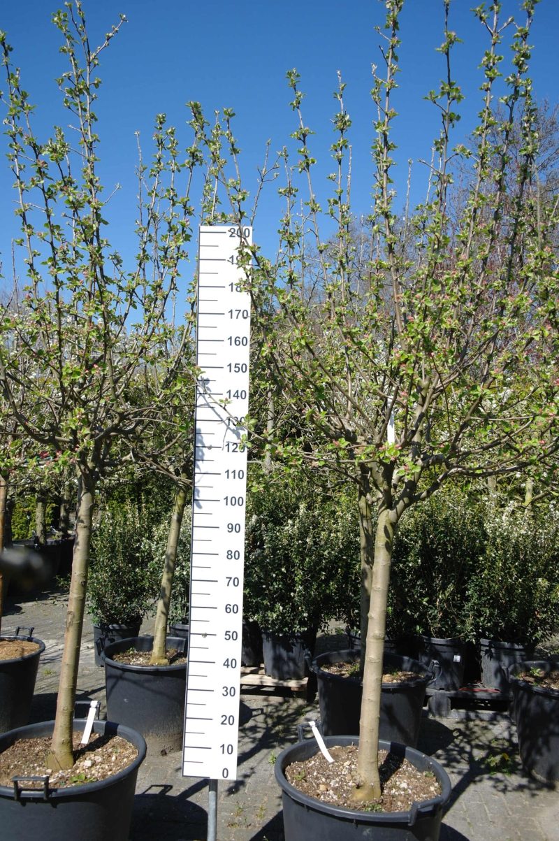 Malus domestica Goudreinet Appelboom 'Rode Boskoop'