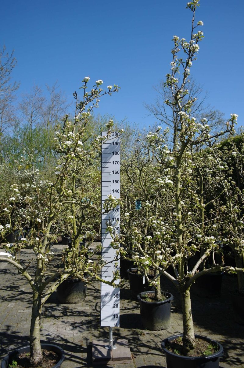 Pyrus communis 'Conference' perenboom