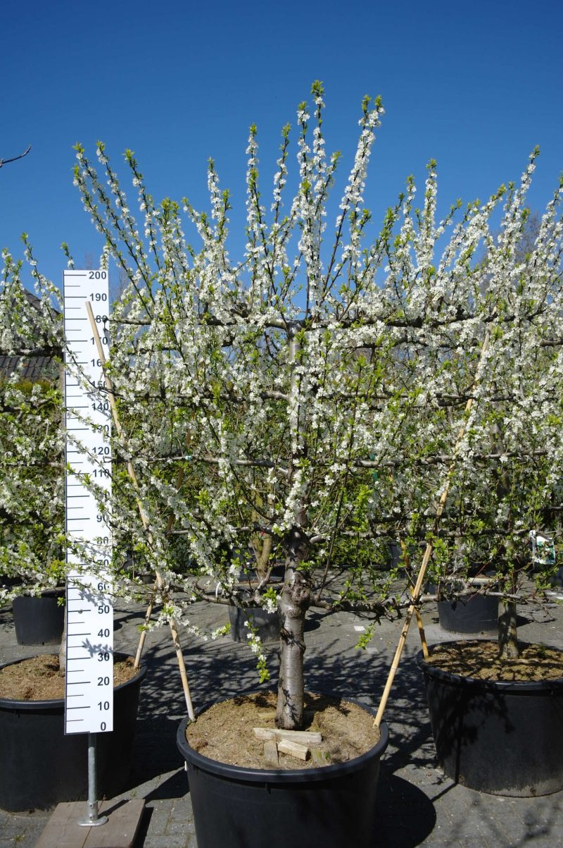 Prunus domestica 'Mirabelle de Nancy' Lei Pruimenboom