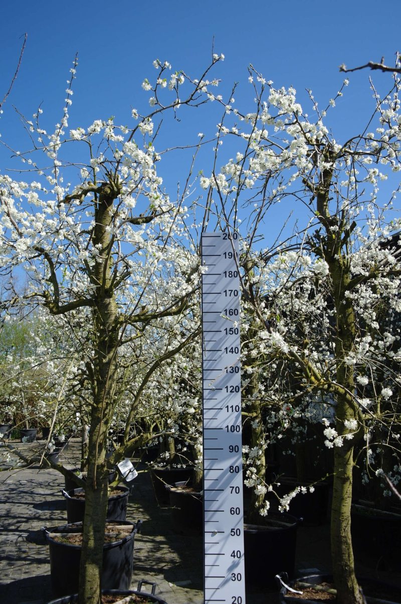 Prunus dom. Opal