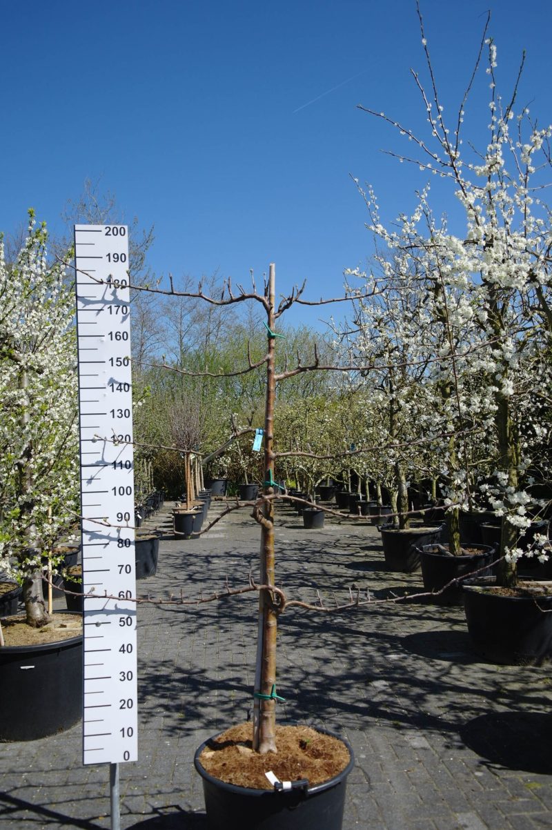 Malus domestica 'Fuji' Lei-appelboom