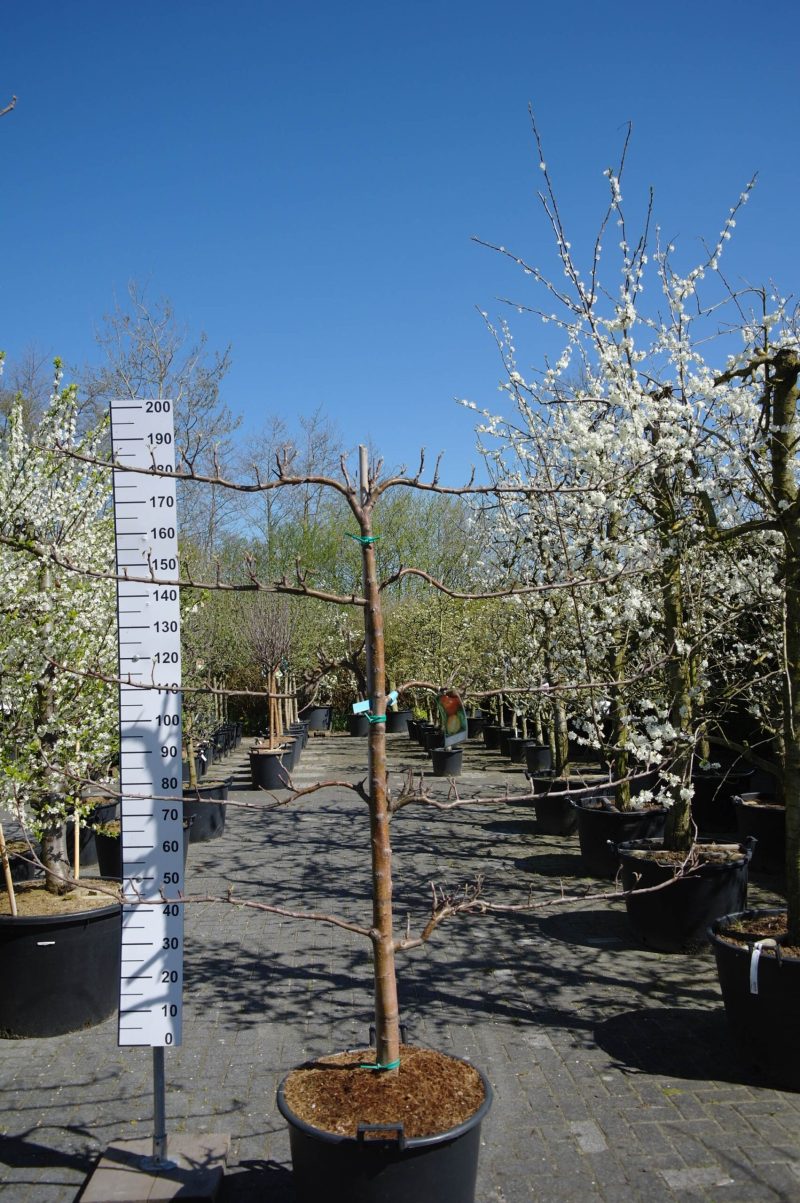 Malus domestica 'Elstar' Lei-appelboom