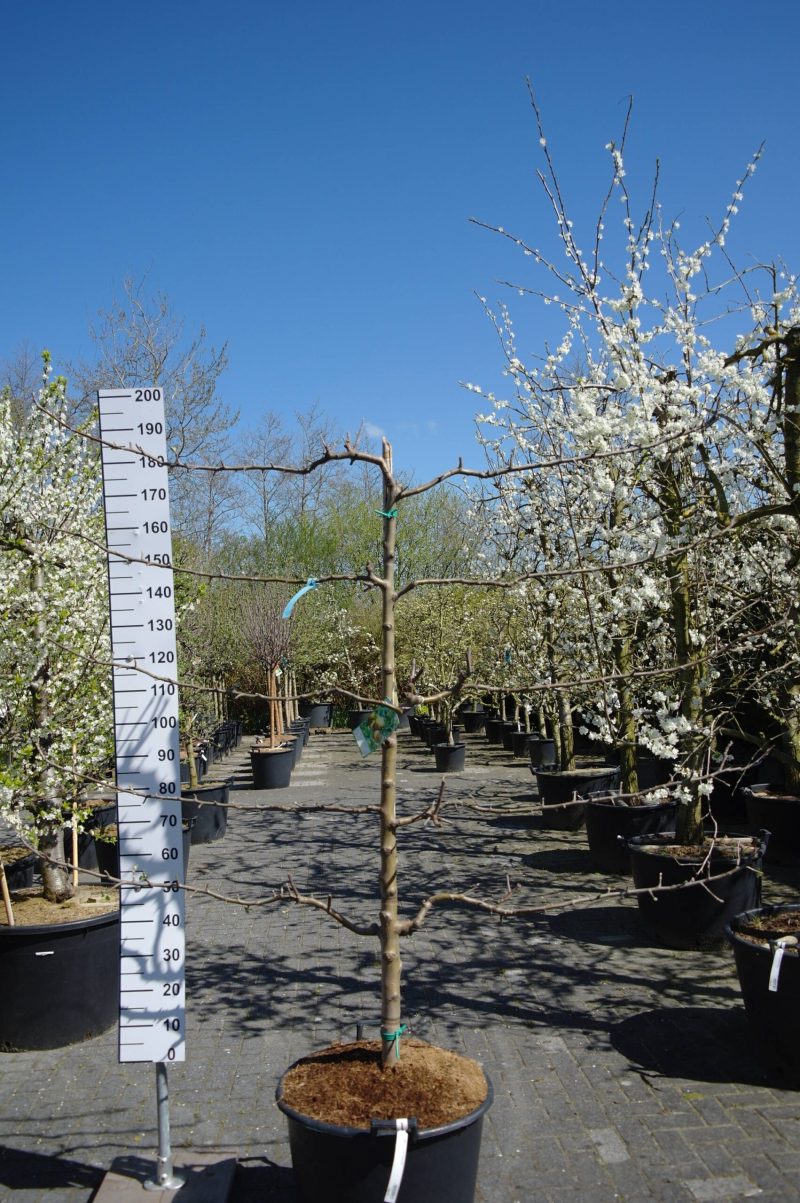 Malus domestica Goudreinet Lei-appelboom 'Rode Boskoop'
