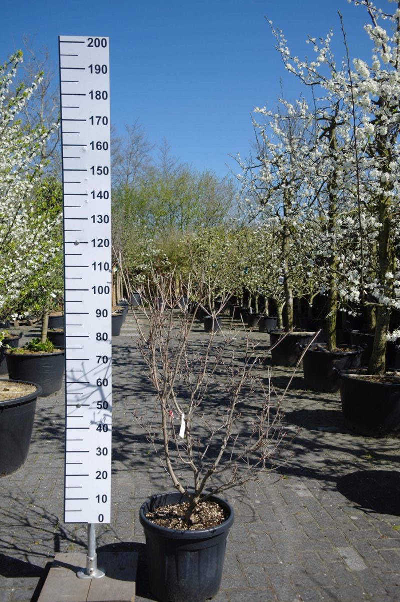 Cornus Kousa 'Satomi'