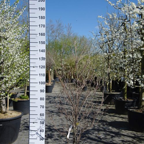 Cornus Kousa 'China Girl'