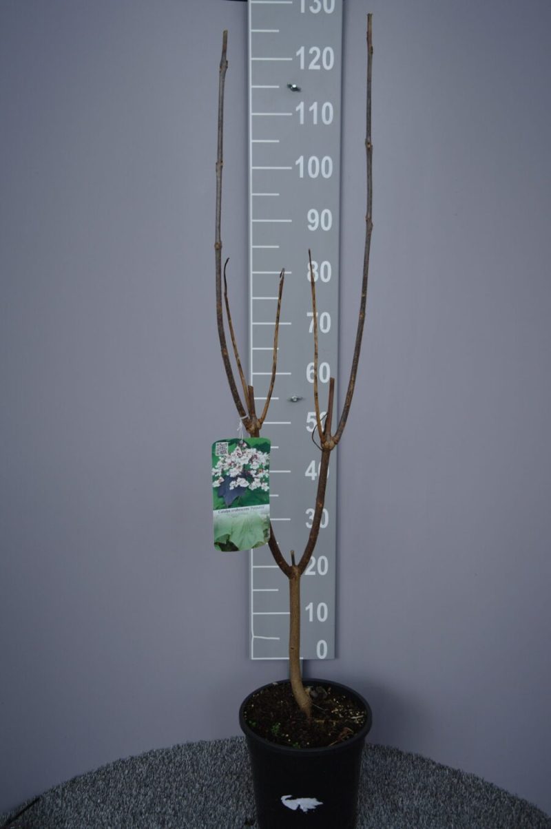 Catalpa Erubescens ‘Purpurea’ - Trompetboom