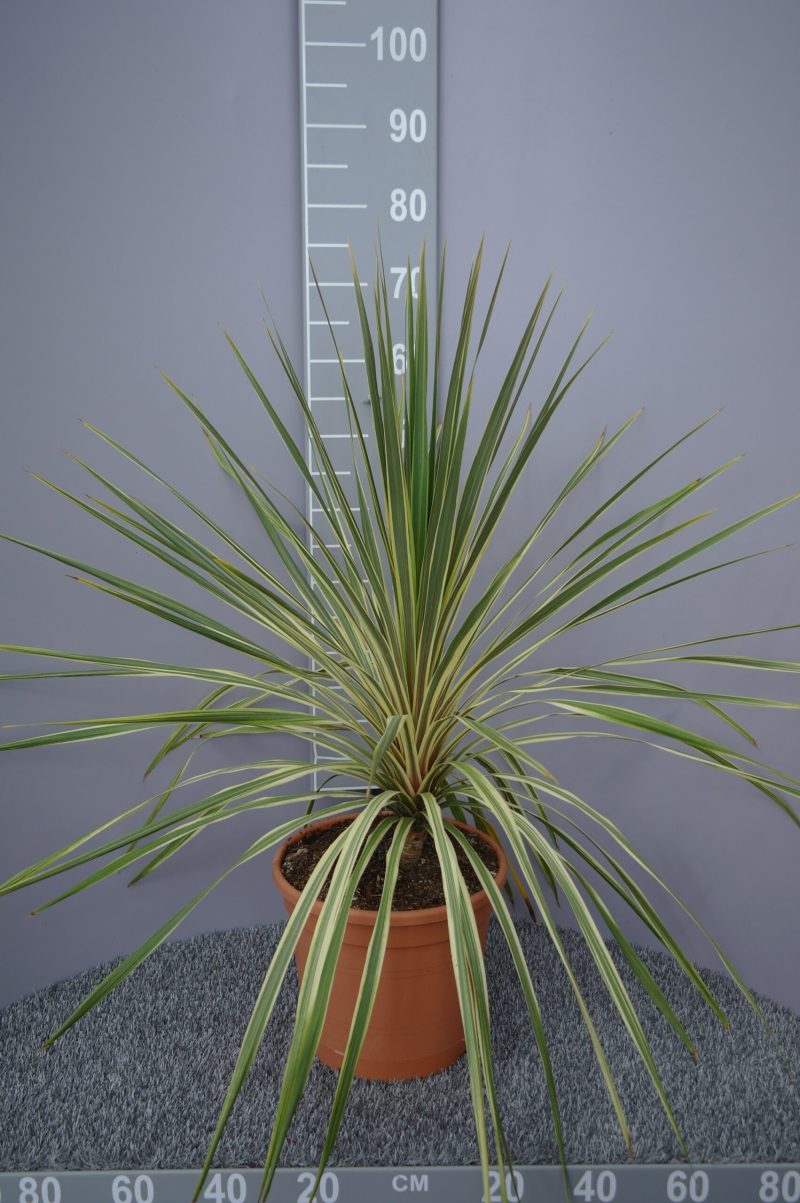 Cordyline Australis Dazzler