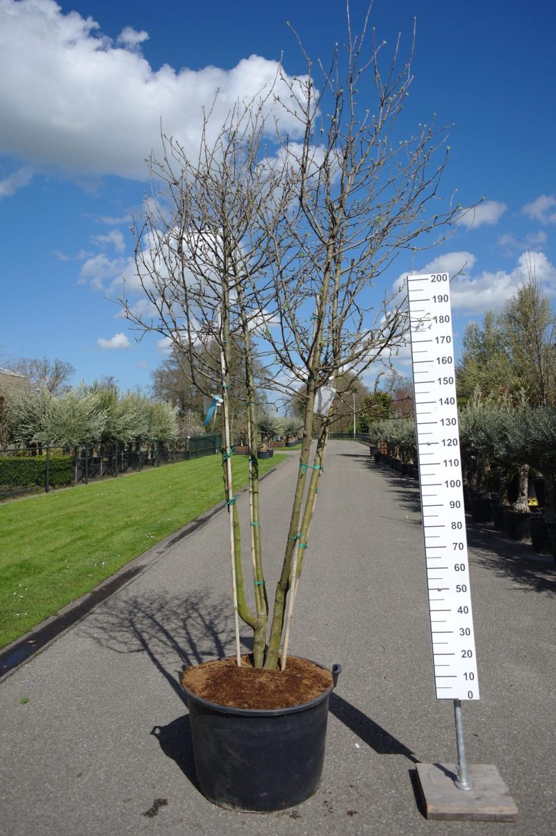 Malus domestica Golden Delicious/Cox Orange pippin duo appelboom