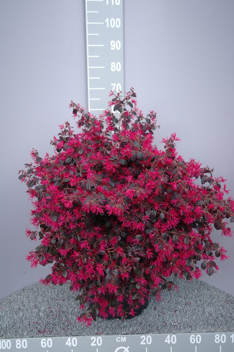 Loropetalum Chinense Fire Dance