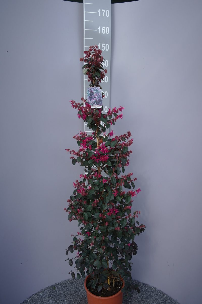 Loropetalum Chinense 'Fede'