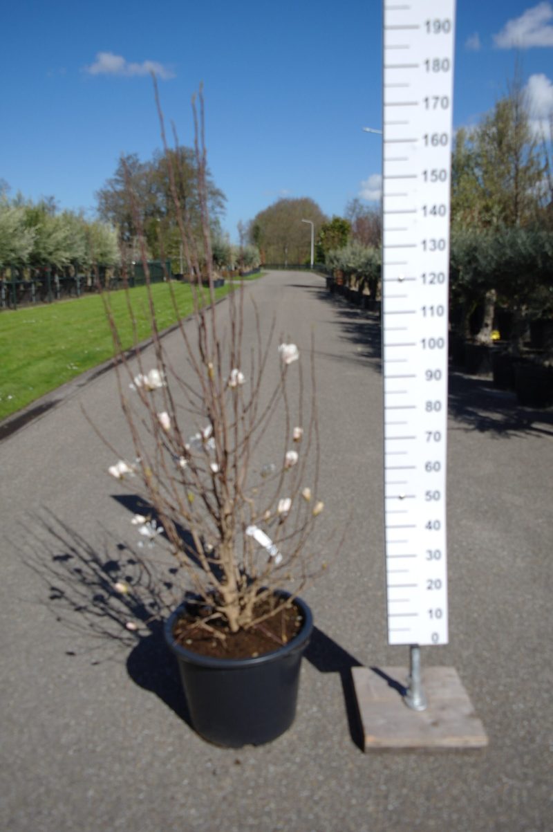 Magnolia Soulangeana